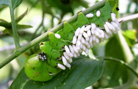 Wasp eggs on tomato hornworm