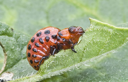 Colorado Potato Beetle Larvae