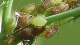 Say Adios to Aphids!