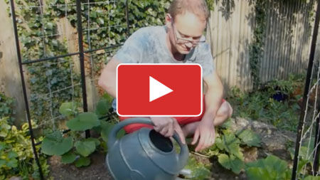 10 Smart Watering Tips for Your Vegetable Garden