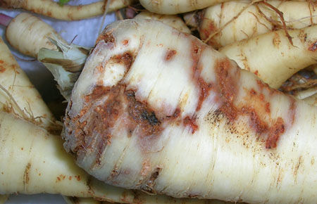 Carrot Root Fly Damage to Parsnips
