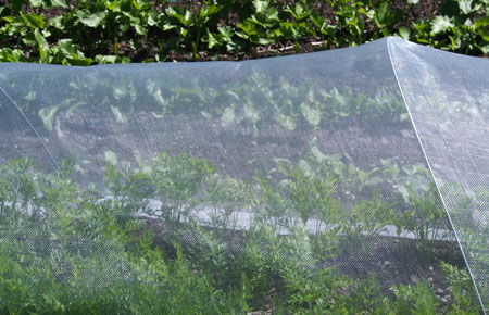 Carrots under netting