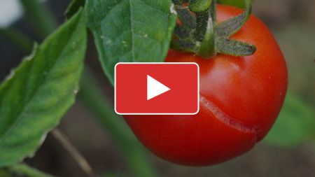 Tomato Problems: Fix Issues Affecting Your Tomatoes