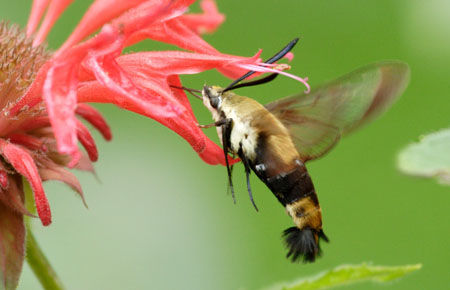 Hummingbird Hawkmoth