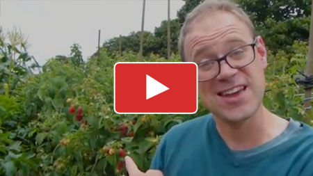 Growing Raspberries from Planting to Harvest 