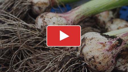 Growing Garlic from Planting to Harvest