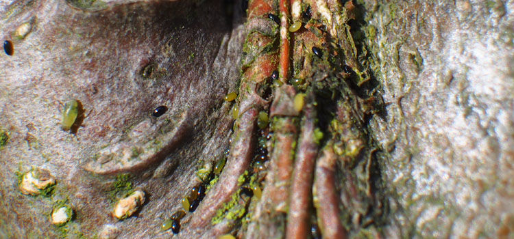 Aphid eggs on apple tree