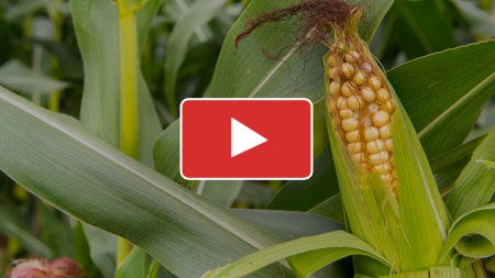 Growing Sweet Corn from Sowing to Harvest