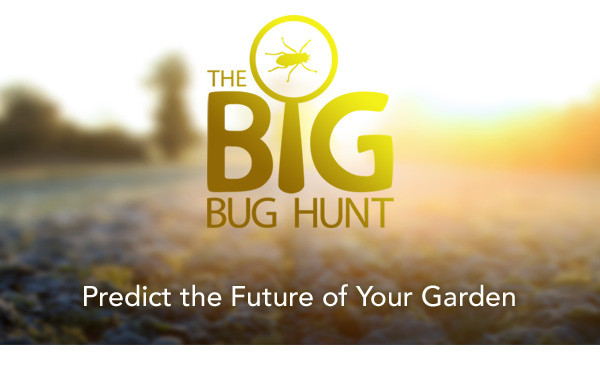 The Big Bug Hunt