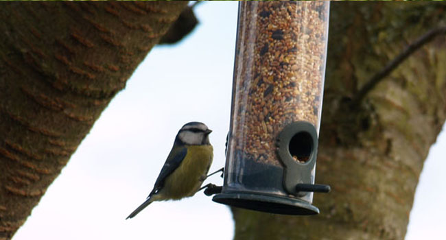 Blue Tit pest predator