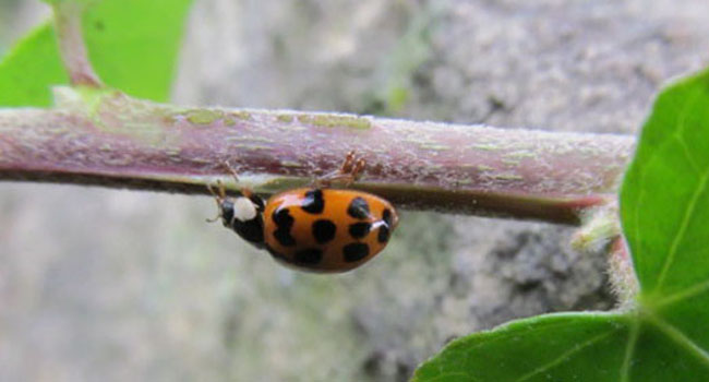 Ladybirds/ladybugs are excellent pest predators