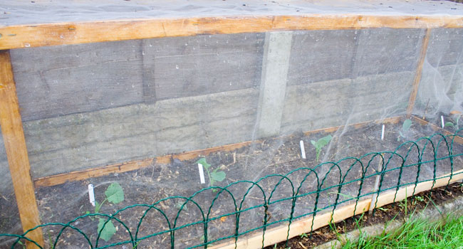 Using netting to prevent pest damage