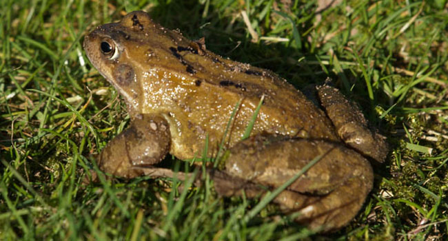 Encouraging frogs to keep down pest numbers