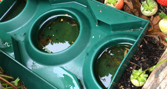 Using a beer trap to catch slugs - vegetable garden pest control
