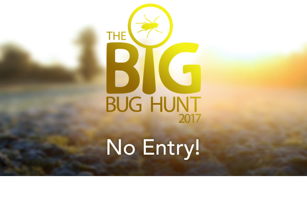 The Big Bug Hunt