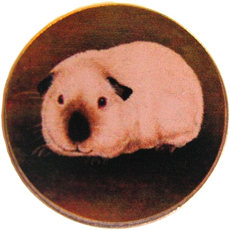 Cavy Coin example