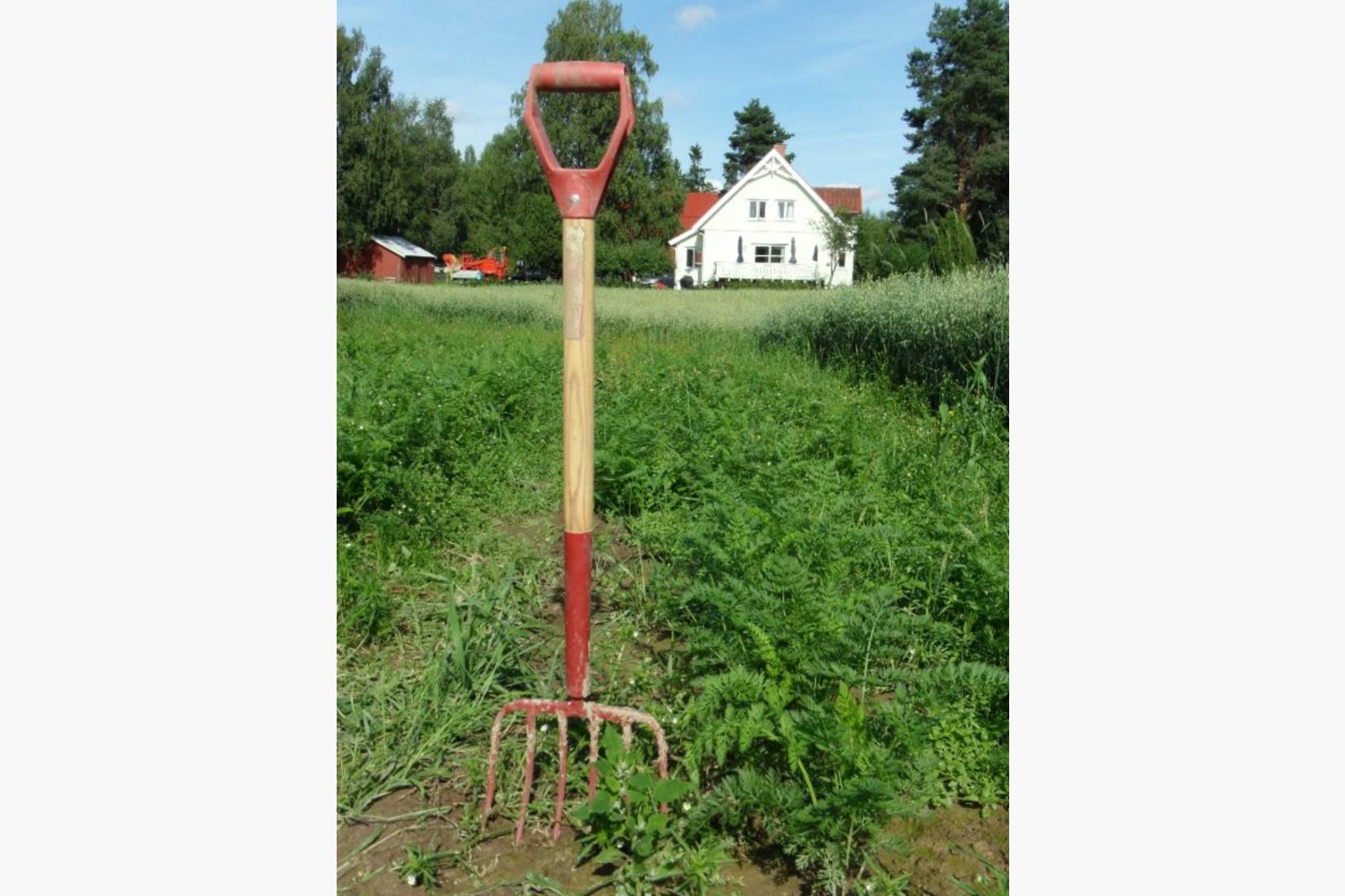 Friske grønnsaker rett fra jordet!