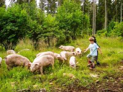 Bilde fra Med svin på skogen