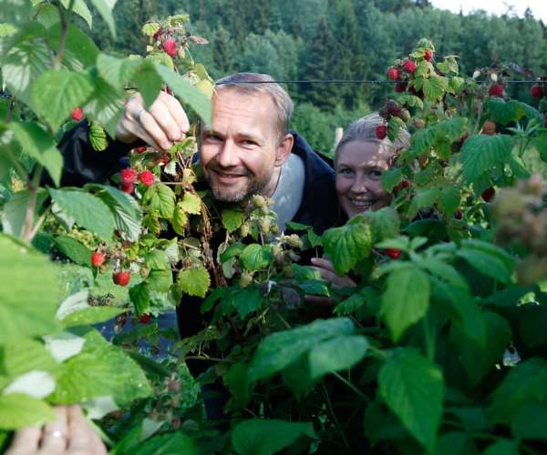 Bilde fra Traaholt gård frukt og bær
