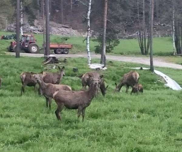 Bilde fra Skjeggedal Sørgard