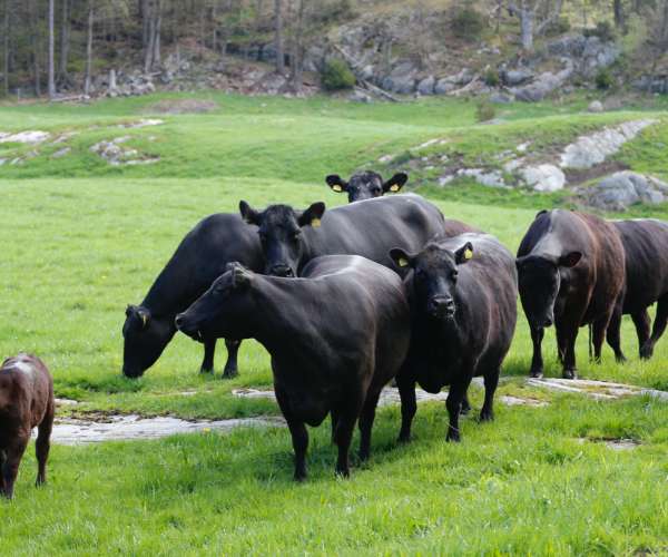 Bilde fra Storegra Gård