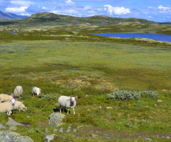 Bilde fra Vats Gardsmat