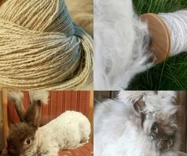 Bilde fra Annas Angora