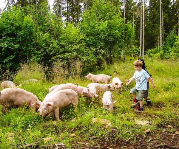 Bilde fra Med svin på skogen