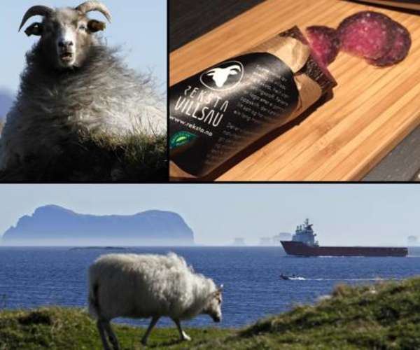 Bilde fra Reksta Villsau