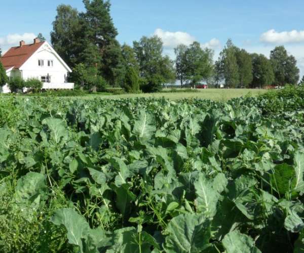 Bilde fra Furuvoll