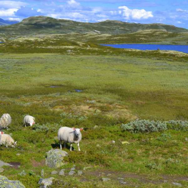 Bilde av Mørnet lammekjøtt
