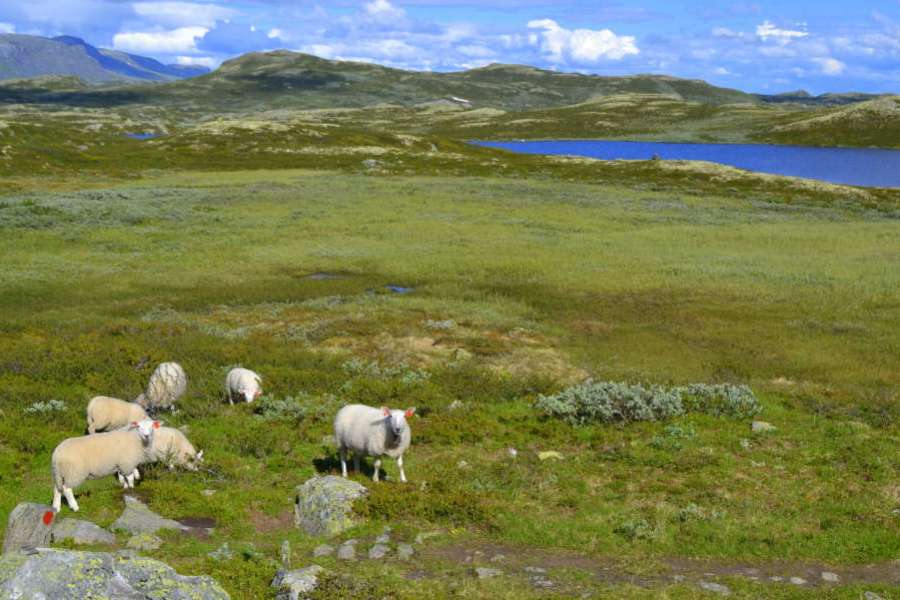 Mørnet lammekjøtt