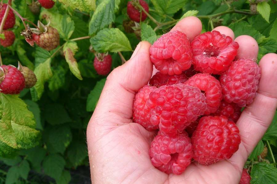 Markeder i sommer