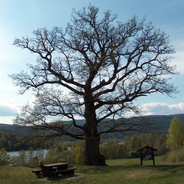 Bilde fra Drammen