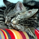 sleeping kitties