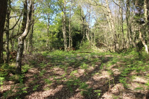 A single block of mixed broadleaf and coniferous woodland situated within the High Weald Area of Outstanding Natural Beauty. In all about 6.04 acres.