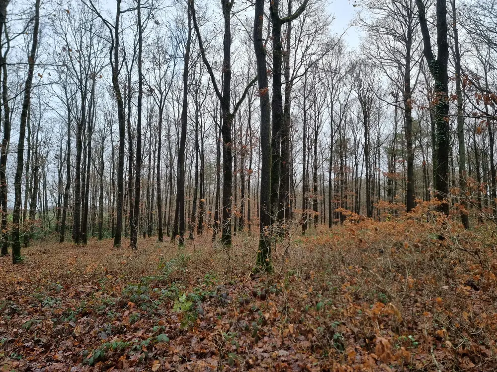 Photo de la forêt Bois du Monil