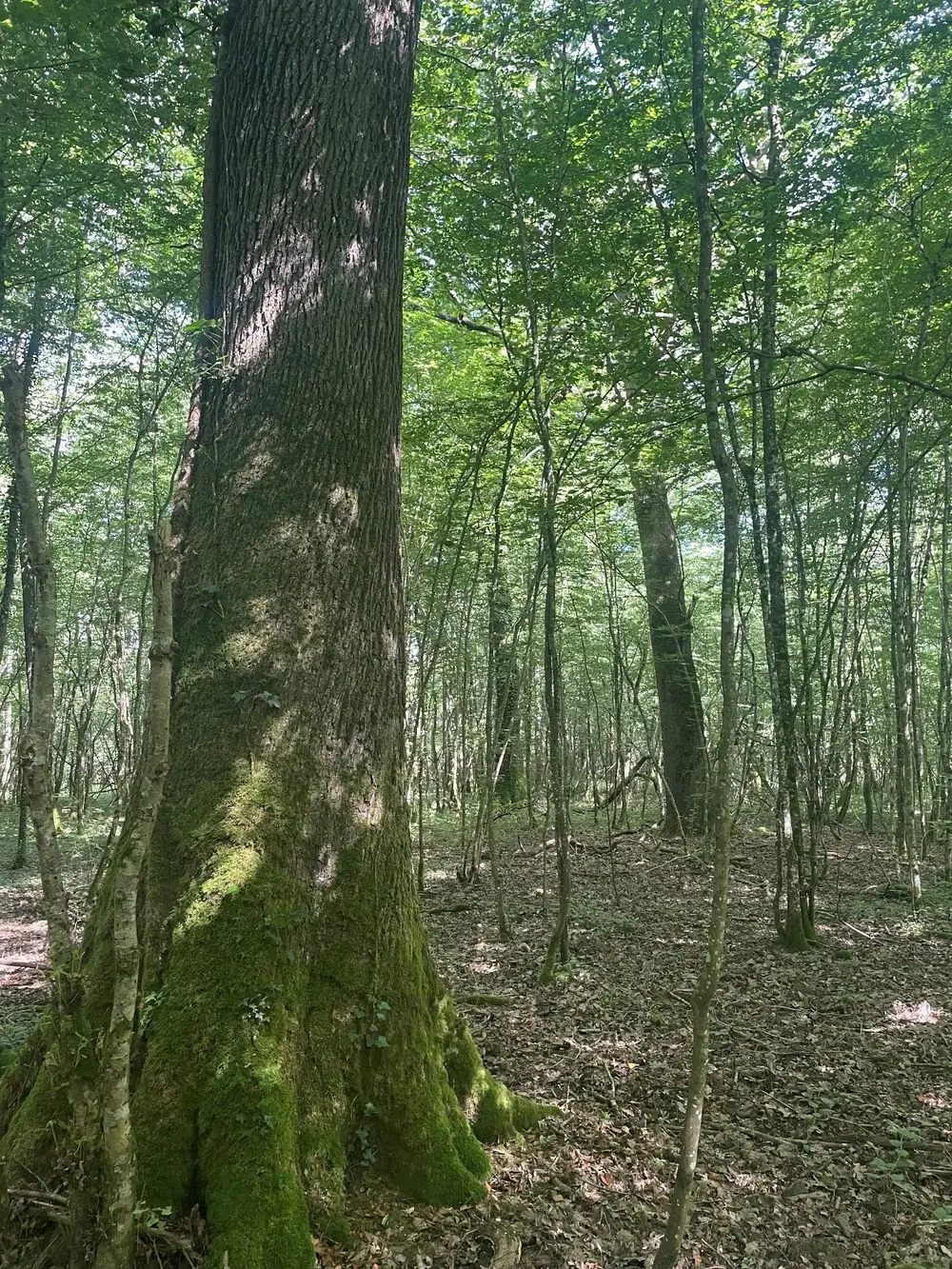 Photo de la forêt Fays