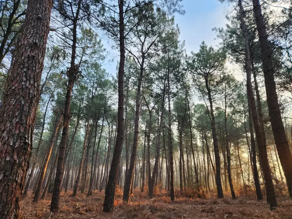 Photo de la forêt Saint Lézin