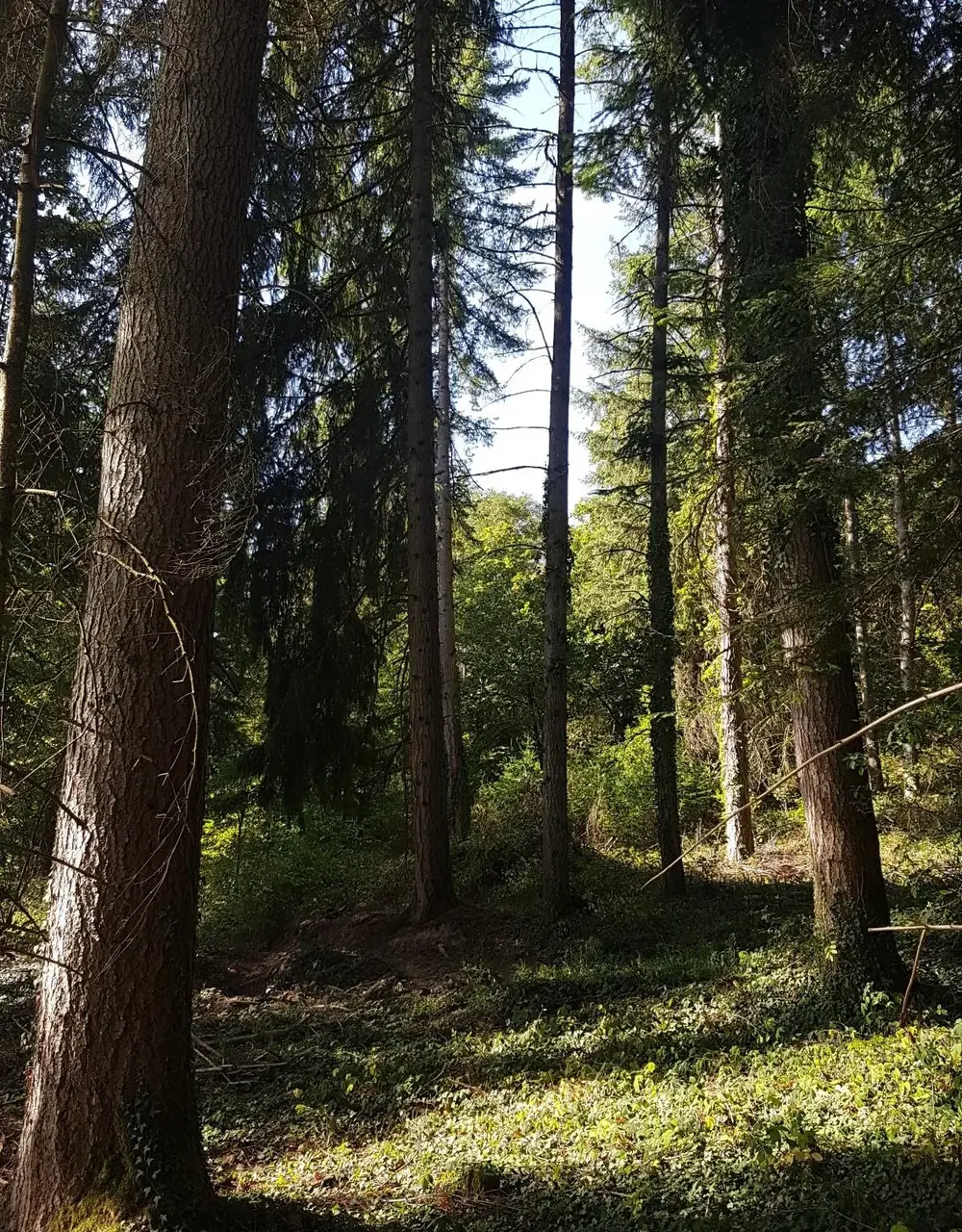 Photo de la forêt Vevrotte