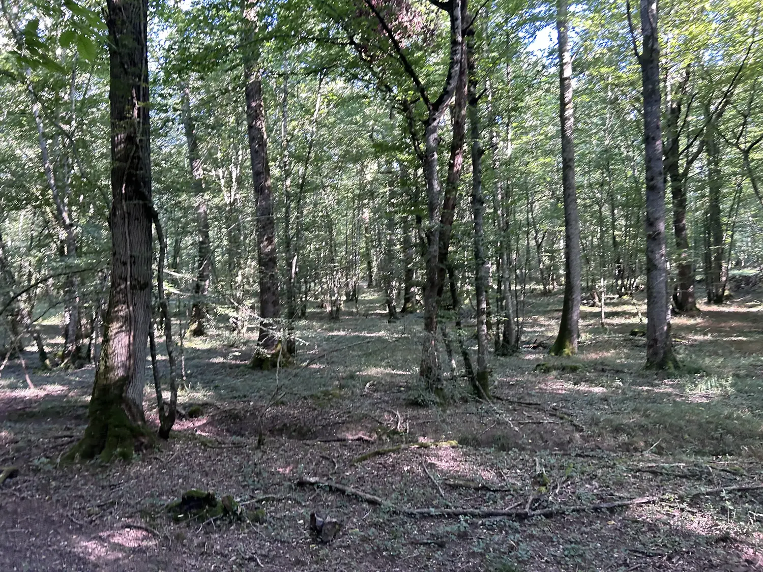Photo de la forêt Bois de Thianges
