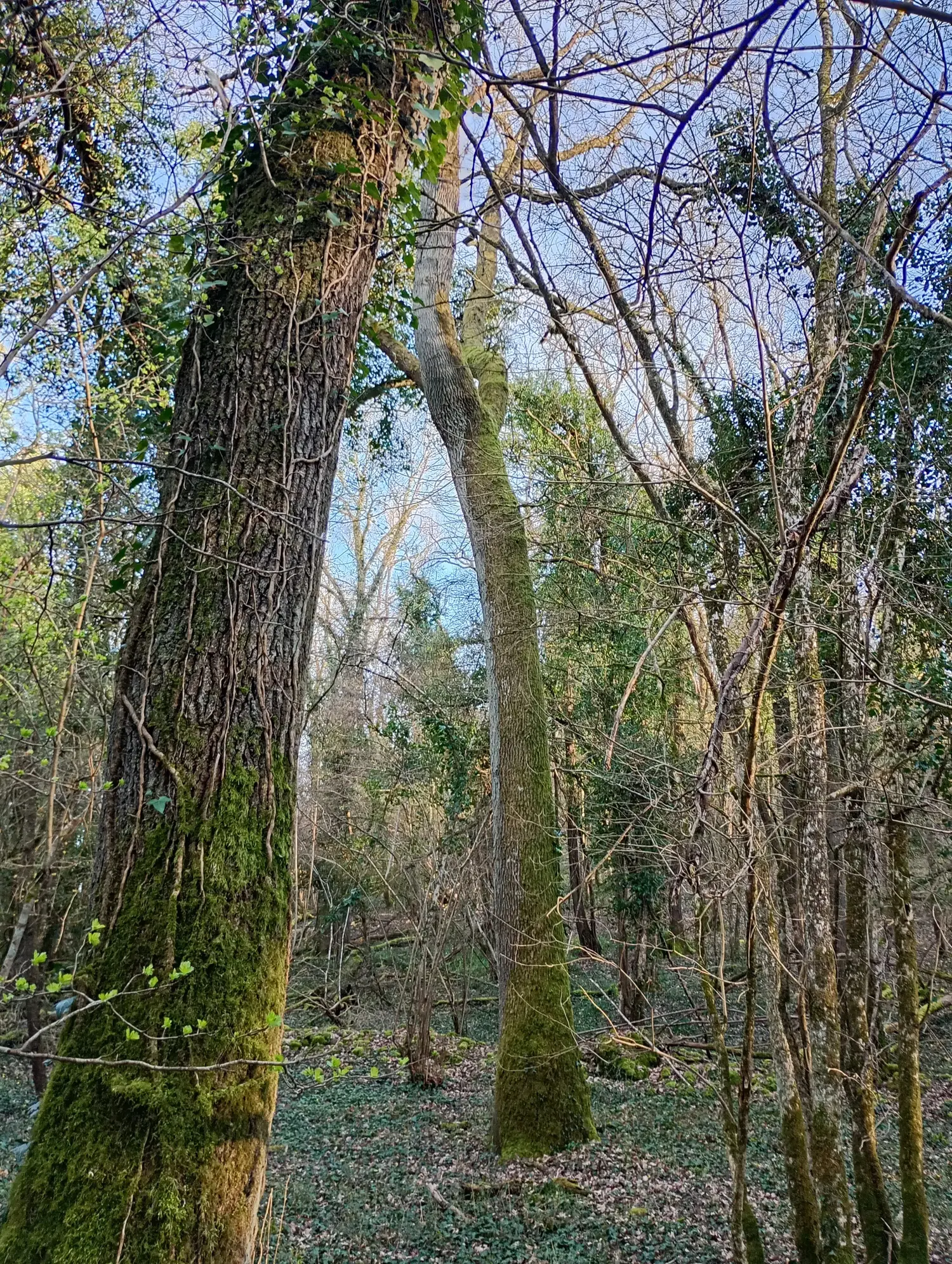 Photo de la forêt Montuffé