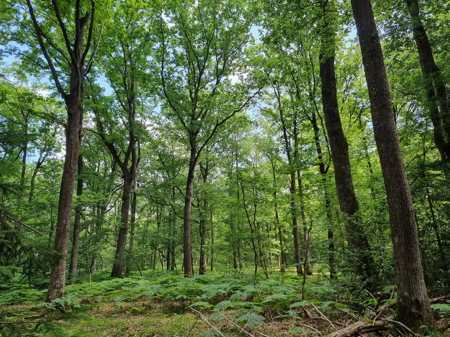Photo de la forêt Forêt d’Évreux