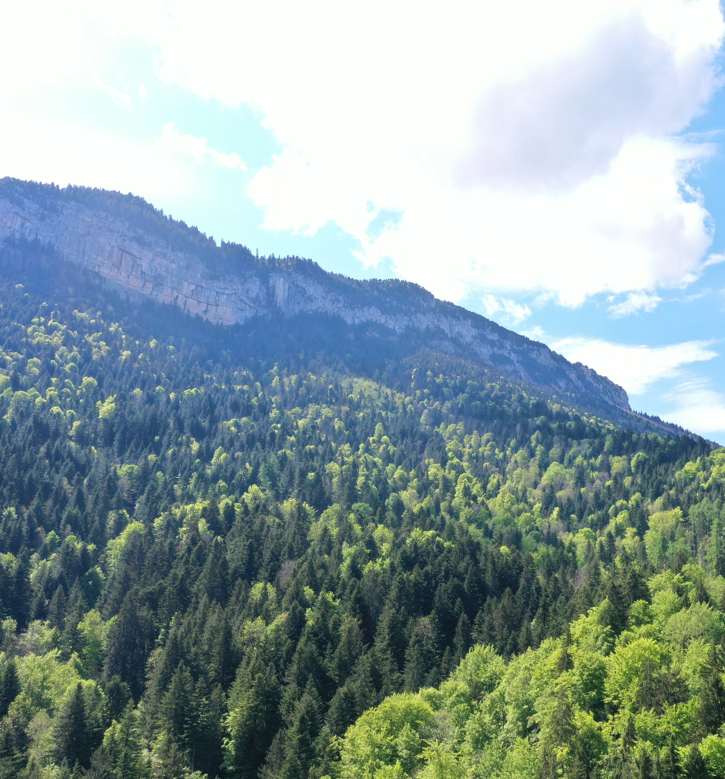 Photo de la forêt Bois du Petet