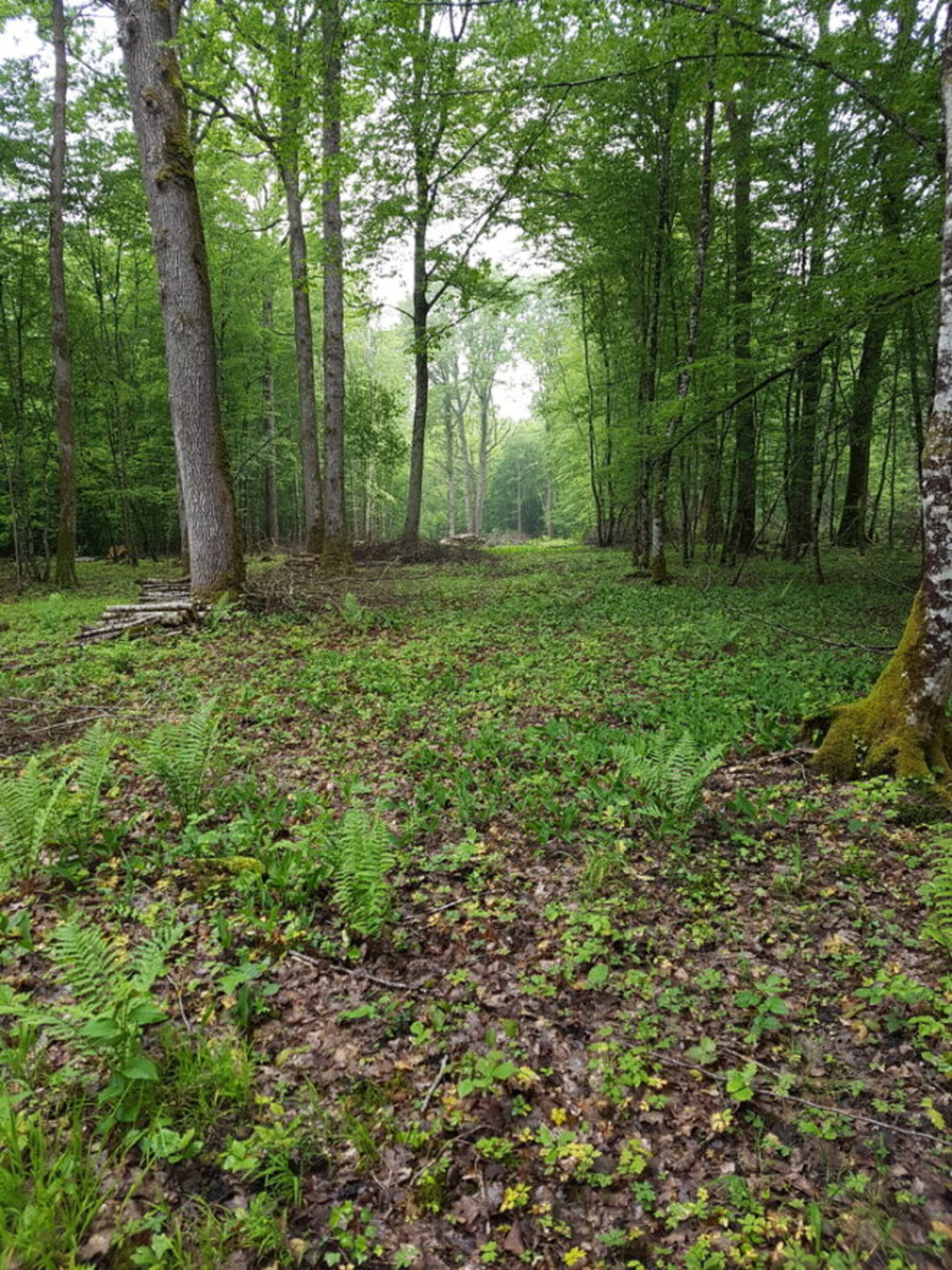 Photo de la forêt Bois de Prévot