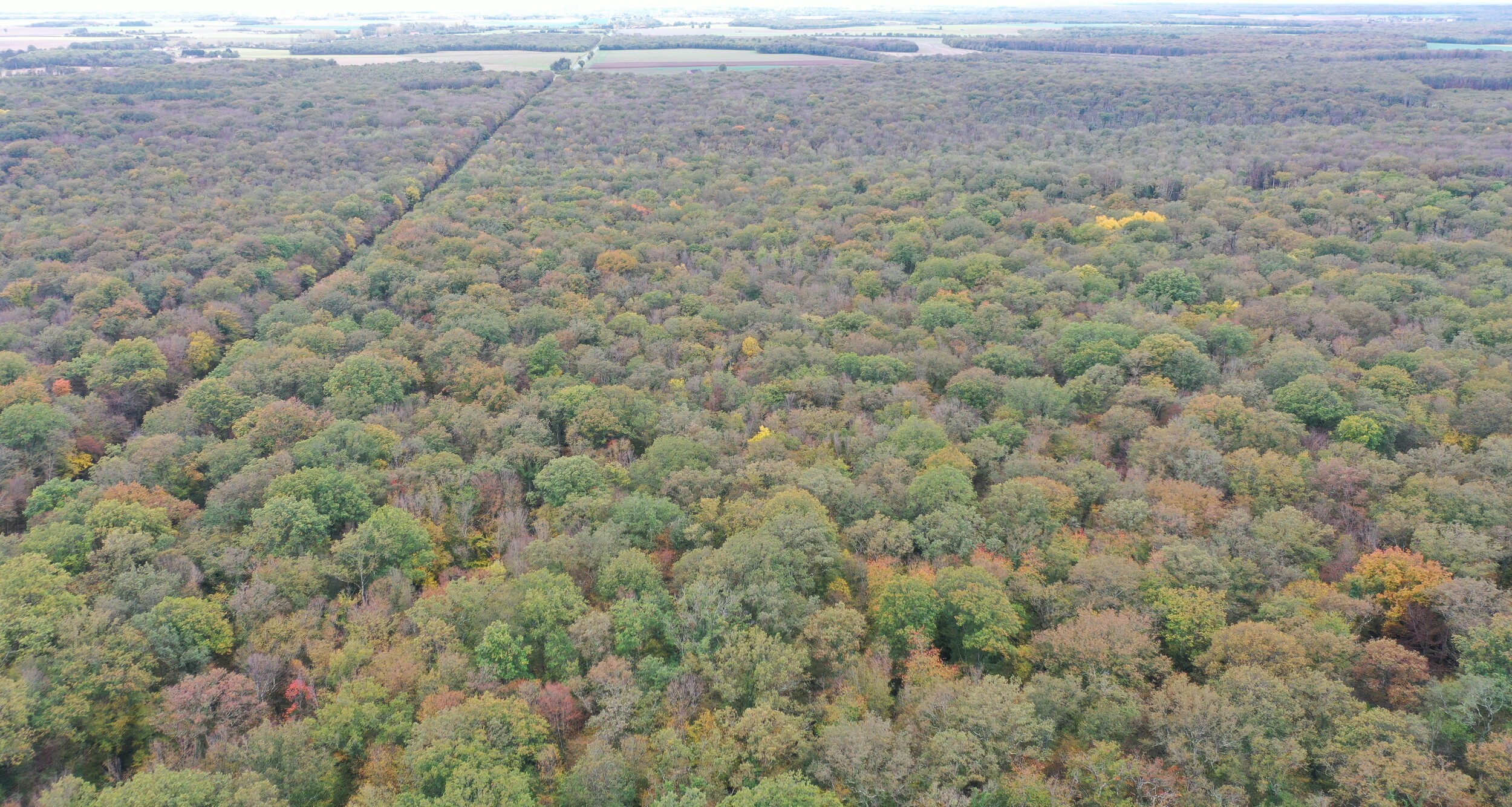 Photo de la forêt Serruelles