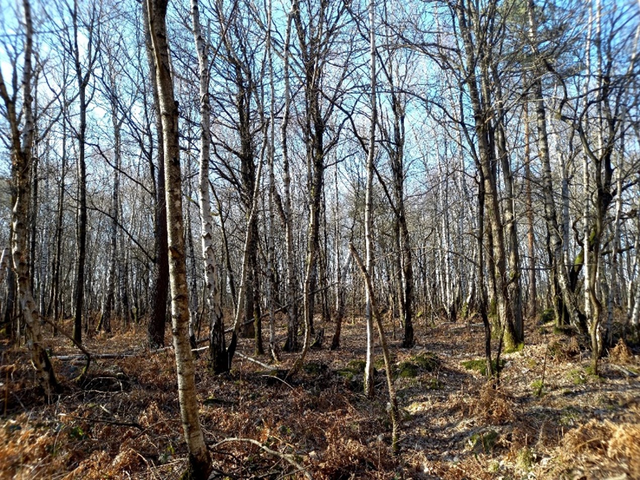 Photo de la forêt Allonnes
