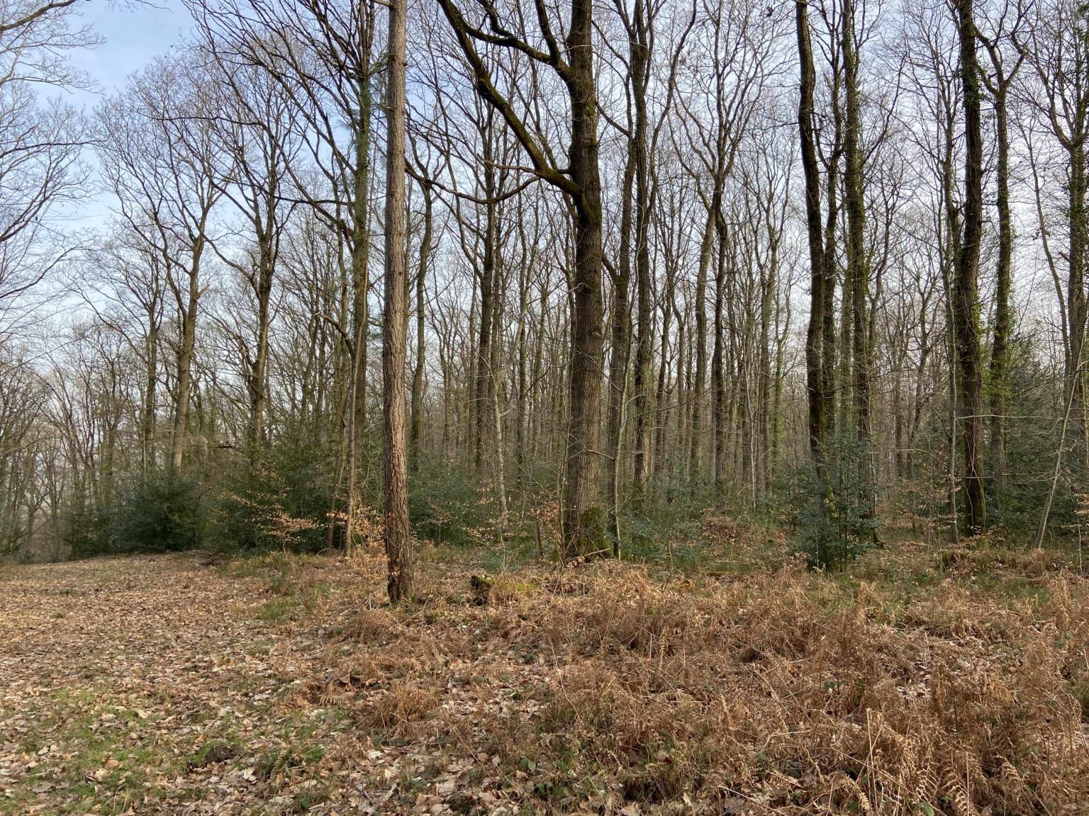 Photo de la forêt Bois de Quévrue