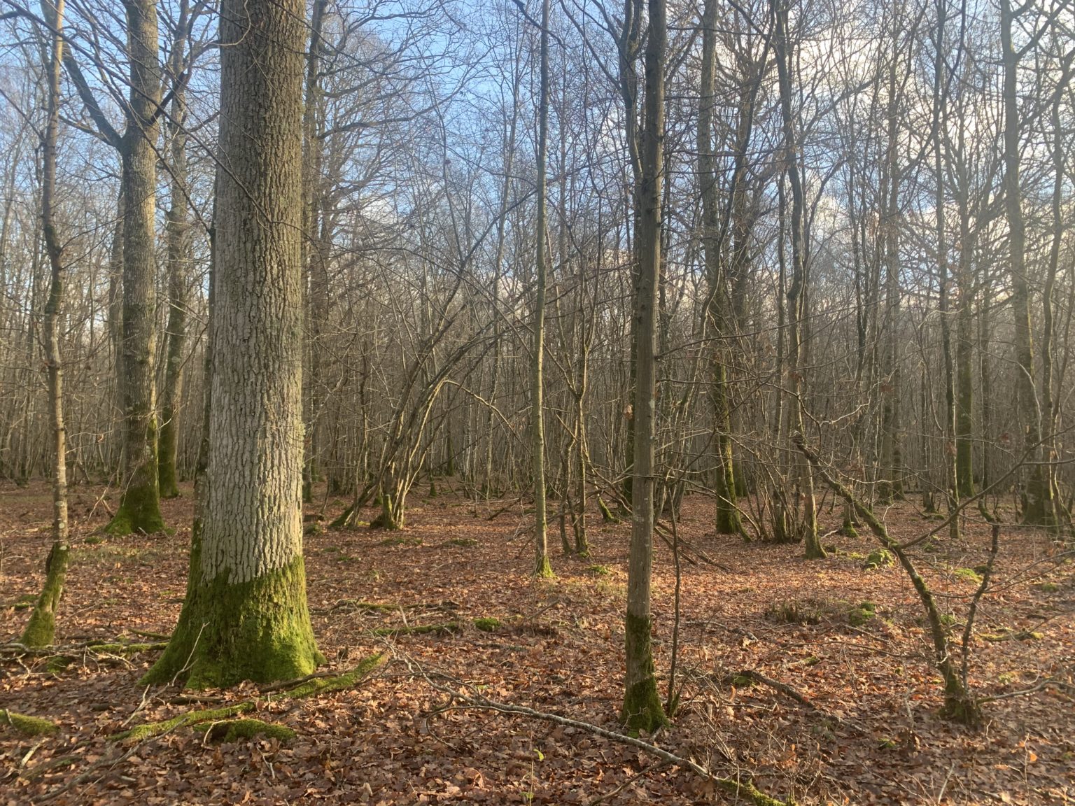 Photo de la forêt Bois des Landes