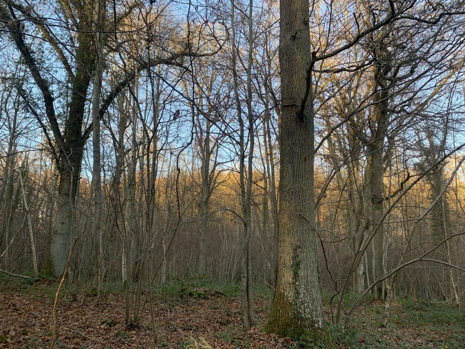 Photo de la forêt Bois du Tilleul